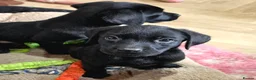 Labrador Retriever dogs for sale: 2 BEAUTIFUL BLACK BOY KC LABRADORS READY TO LEAVE - Advert 6