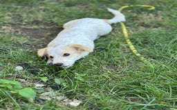 Mixed Breed dogs for adoption: SNOOPYBOLT, a handsome puppy boy for a Loving Home - Image 2