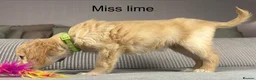 Goldendoodle dogs for sale: BEAUTIFUL HEALTHY LOVING PUPPIES  - Advert 5