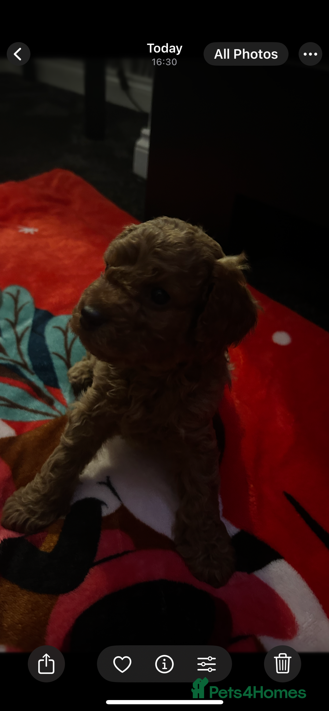 Cavapoo dogs for sale: Cavapoo - Advert 12