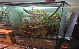 Gecko reptiles for sale: Crested gecko with massive paludarium - Image 8