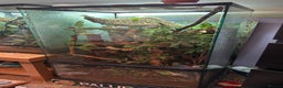 Gecko reptiles for sale: Crested gecko with massive paludarium - Advert 8