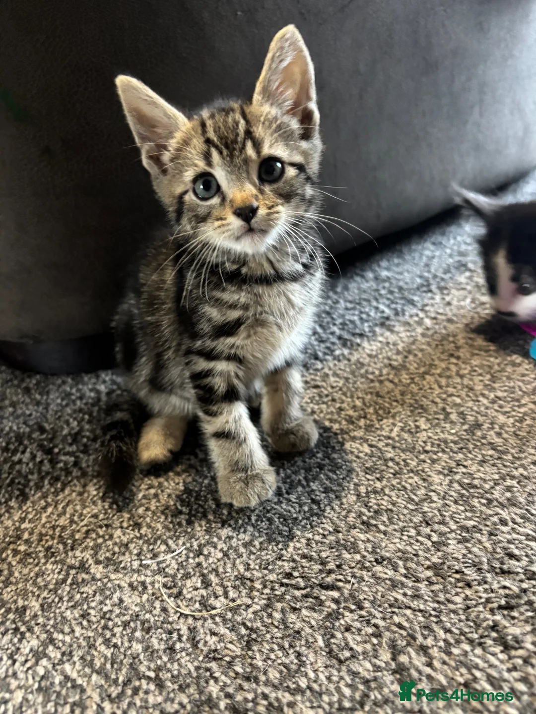 Mixed Breed cats for sale: Kittens for sale  in Keighley - Advert 2