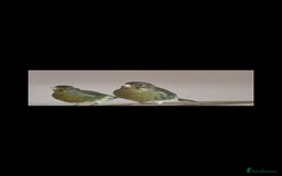 Canaries birds for sale: Two Canary Birds for sale, £20 each - Image 16
