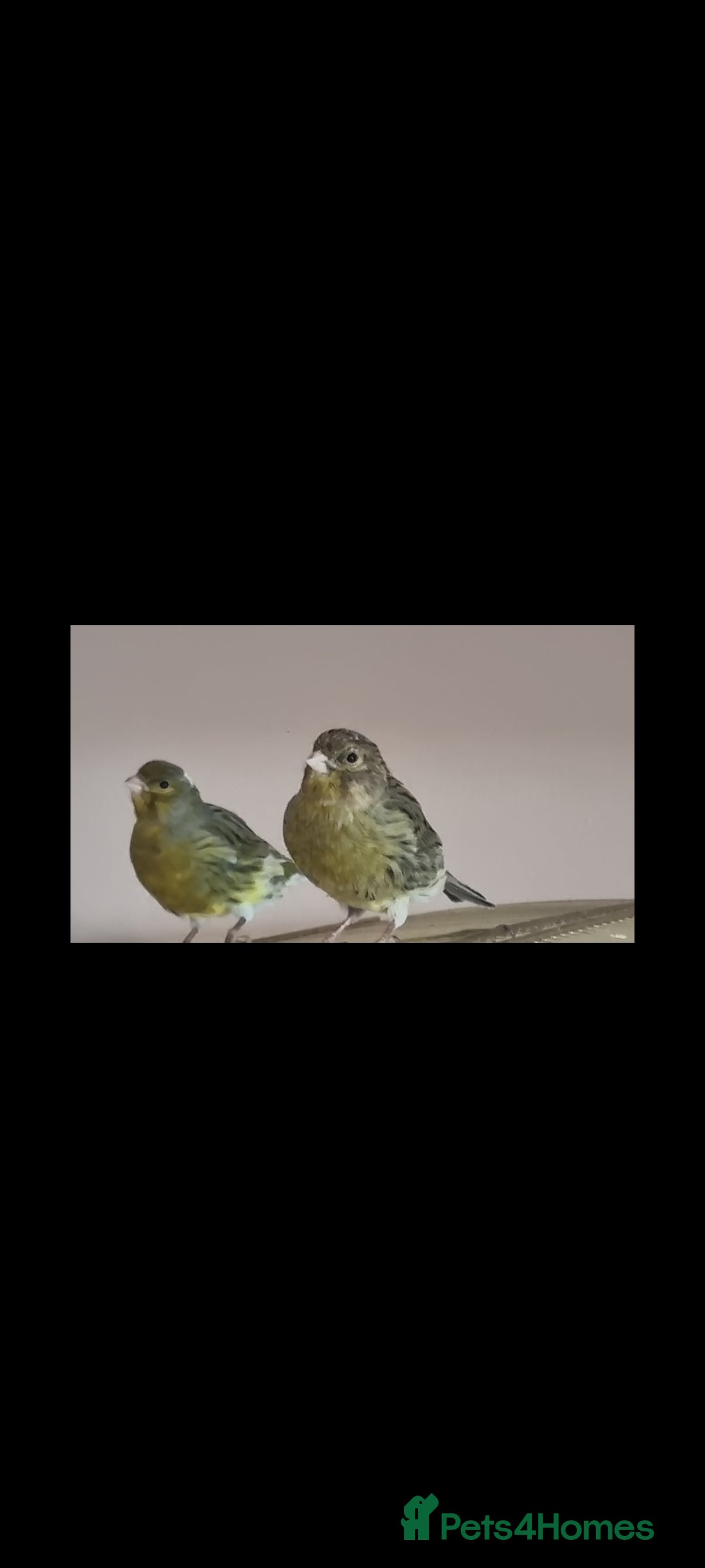 Canaries birds for sale: Two Canary Birds for sale, £20 each - Image 16