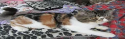 Exotic cats for sale: Super Sweet Female kitten Available Now - Advert 4