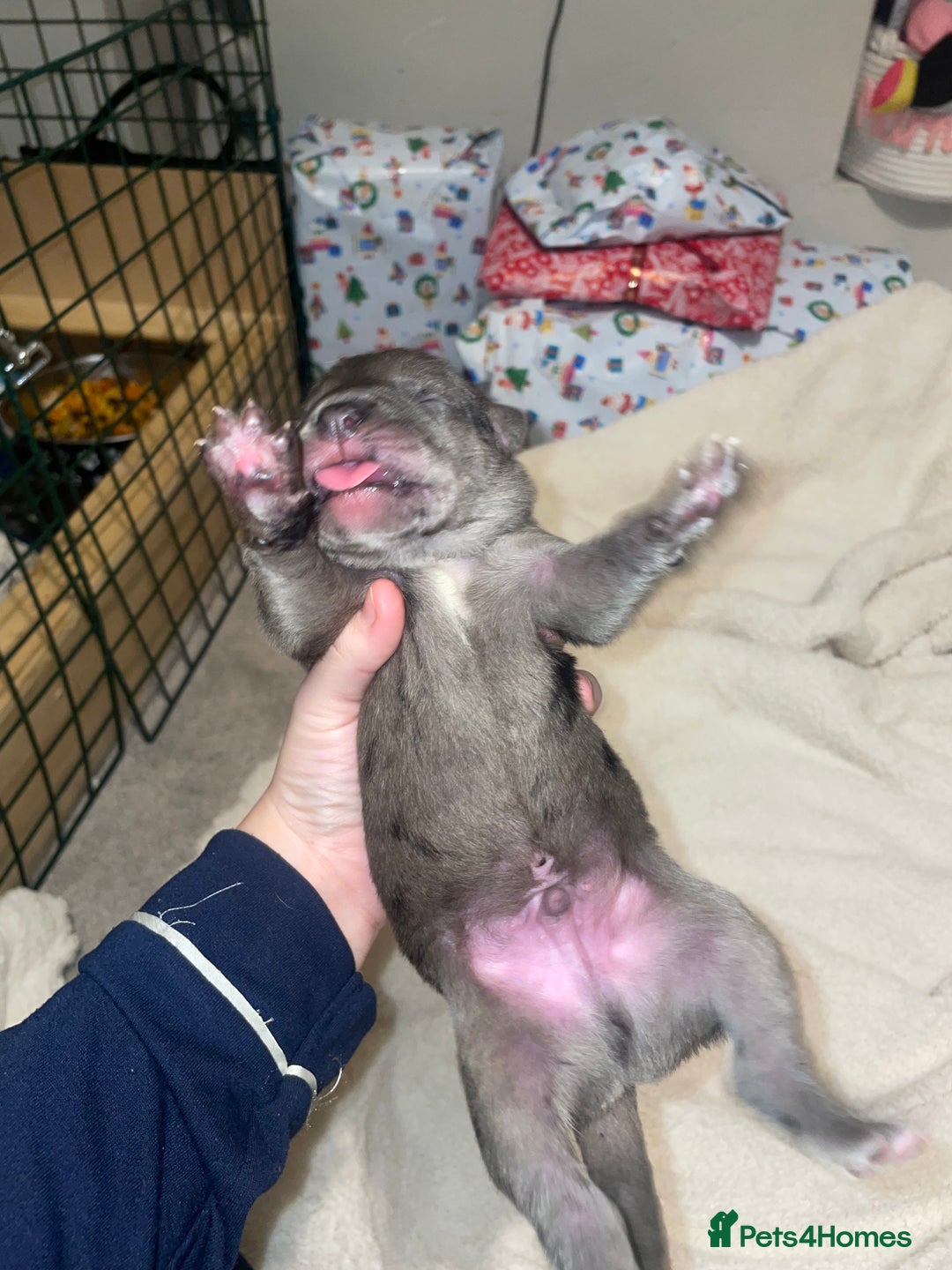 Cane Corso dogs for sale: Harlequin cane corso x pedigree cane corso puppies - Advert 10