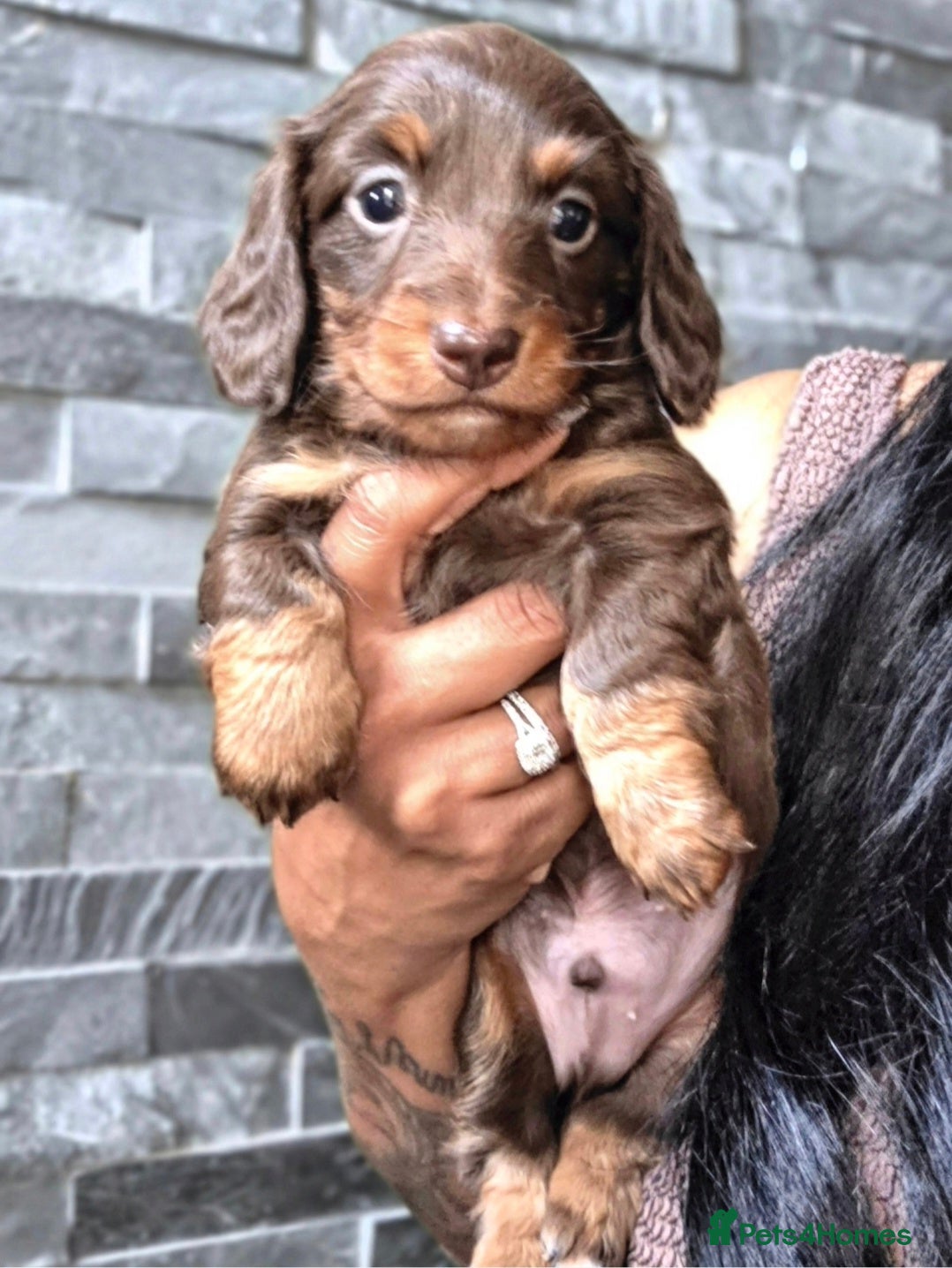 Miniature Dachshund dogs True Long Hair Minature Dachshunds - Advert 17
