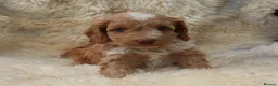 Cockapoo dogs for sale: FI CHAMPAGNE AND WHITE  MALE FROM 5* BREEDER - Advert 12