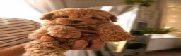Maltipoo dogs for sale: 💥Tiny Asian Maltipoo Puppies💥 - Advert 20