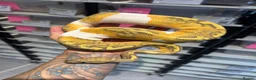 Python Snake reptiles for sale: Royal Python babies for sale…Various morphs. - Advert 9