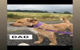 Lurcher dogs for sale: Lurcher pups - Advert 6