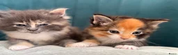Ragcoon cats for sale: Beautiful Ragcoon kittens - Advert 2