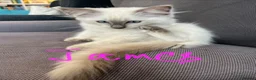 Ragdoll cats for sale: Pure ragdoll kittens for sale London - Advert 15