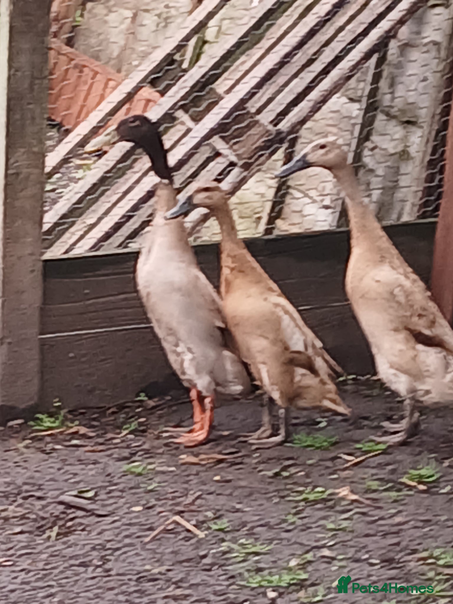 Ducks poultry Indian Runner Duck hatching eggs - Advert 1