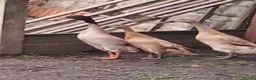 Ducks poultry for sale: Indian Runner Duck hatching eggs - Advert 1