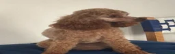 Toy Poodle dogs for stud: KC RED TOY POODLE STUD - Advert 12
