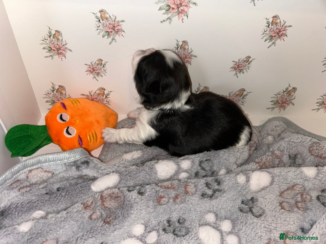 Lhasa Apso dogs for sale: KC Reg Lhasa Apso pups GPRA clear - Image 7