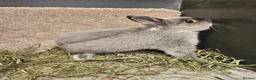 Netherland Dwarf rabbits for sale: Pure bred Marten Smoke Dwarf Buck - Advert 3