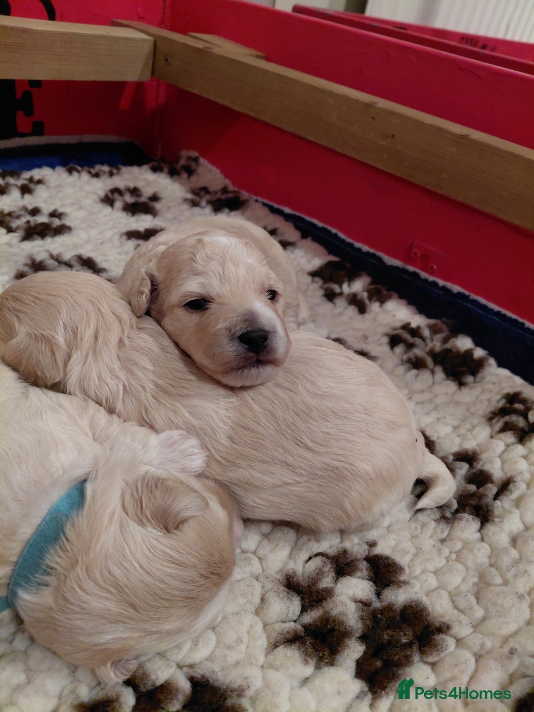 Mixed Breed dogs for sale: Maltipoo pups. F1b Cockapoo Mum KC Maltese Dad - Advert 6