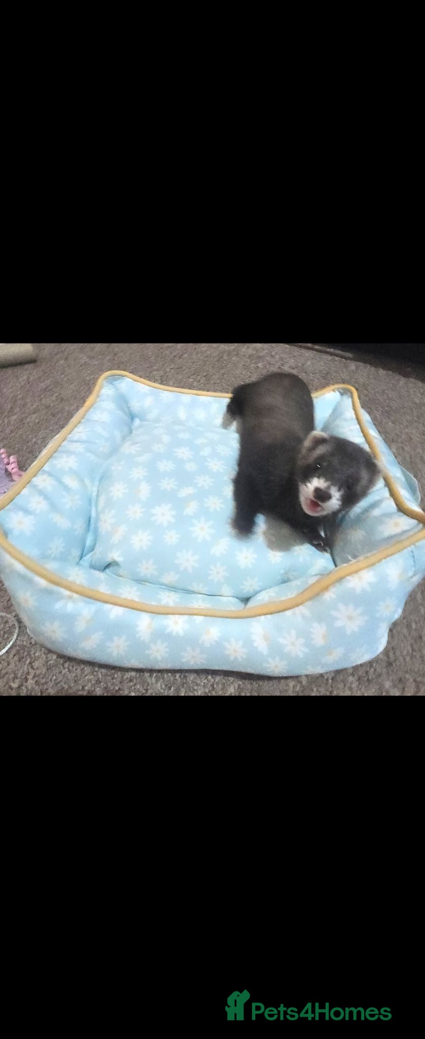 Ferret rodents 2 female Jill's for rehoming  - Advert 2
