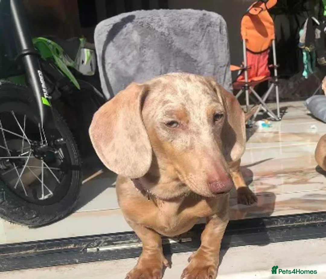 Miniature Dachshund dogs for sale: Miniature dachshund pups long hair & smooth hair  - Advert 12