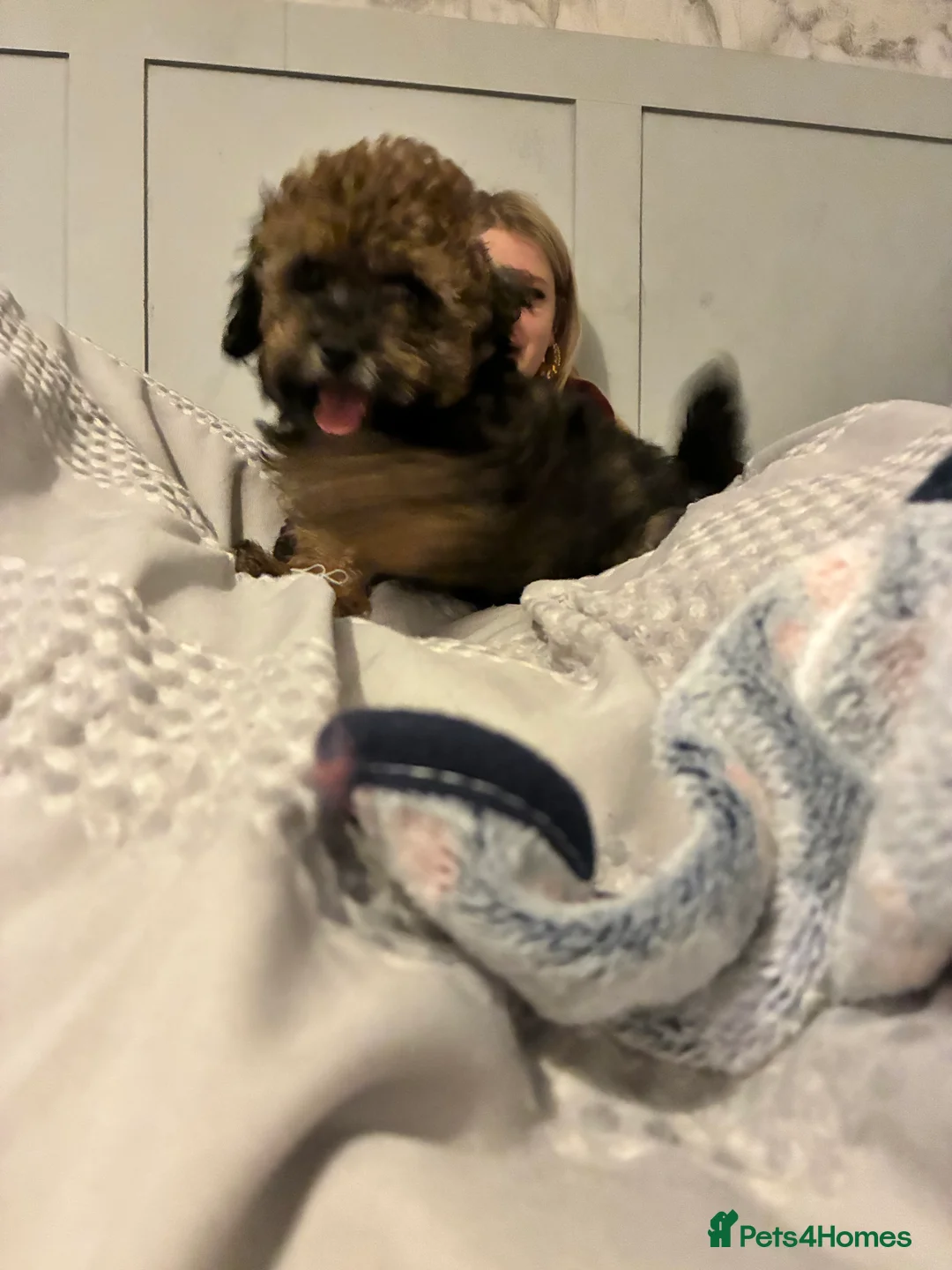 Maltipoo dogs for sale: Maltipoo - Advert 6