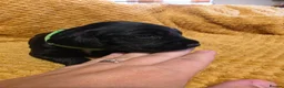 Sprocker dogs for sale: GORGEOUS SPROCKER PUPPIES  - Advert 12