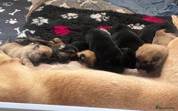 German Shepherd dogs for sale: READY GERMAN SHEPHERD PUPPIES 😍 - Image 4
