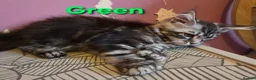 Maine Coon cats for sale: Mainecoon tica reg polydactyl kittens - Advert 10