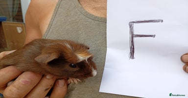 Guinea Pig rodents - Advert 7