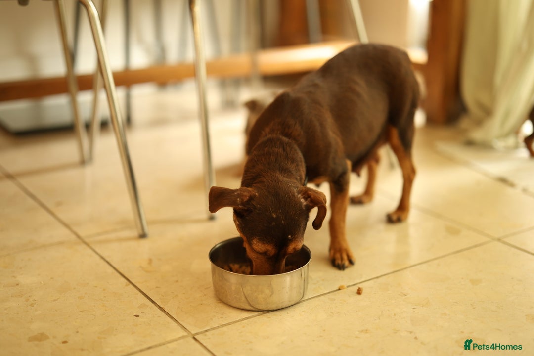 Jack Russell dogs for sale: Beautiful Jack Russell Puppies for sale - Image 14