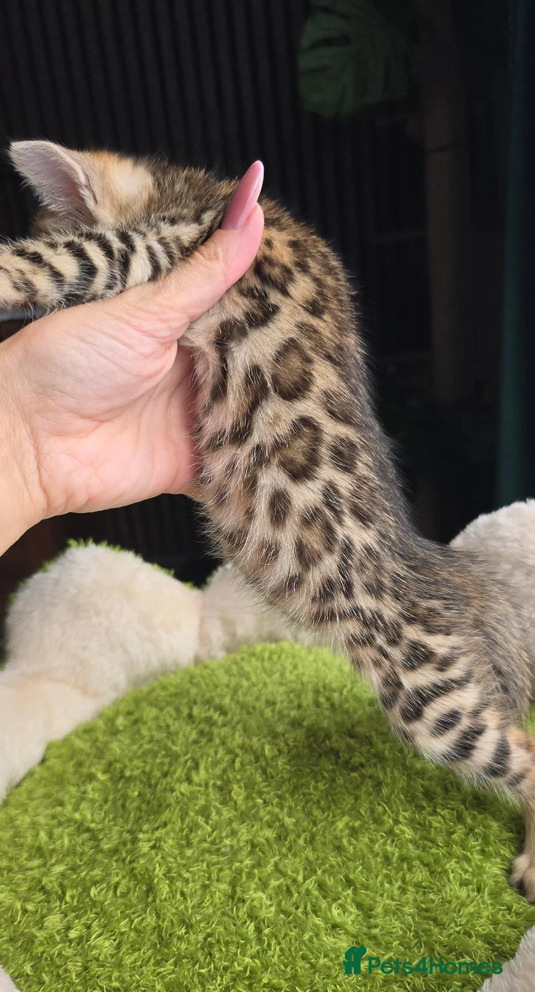 Bengal cats for sale: Outstanding rosetted brown bengal girls and boys🔥 - Advert 37