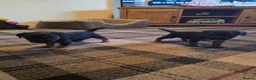 Border Terrier dogs for sale: Border terrier puppies  - Advert 15