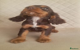 Cocker Spaniel dogs for sale: Beautiful cocker spaniel puppy’s  - Advert 5