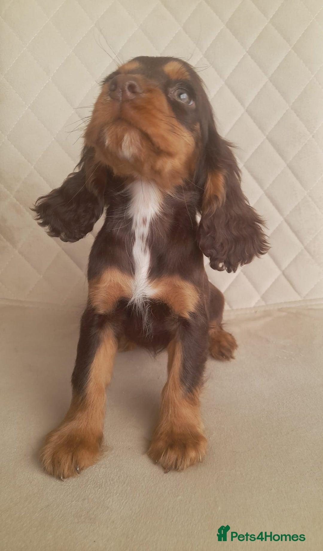 Cocker Spaniel dogs for sale: Beautiful cocker spaniel puppy’s  - Advert 5