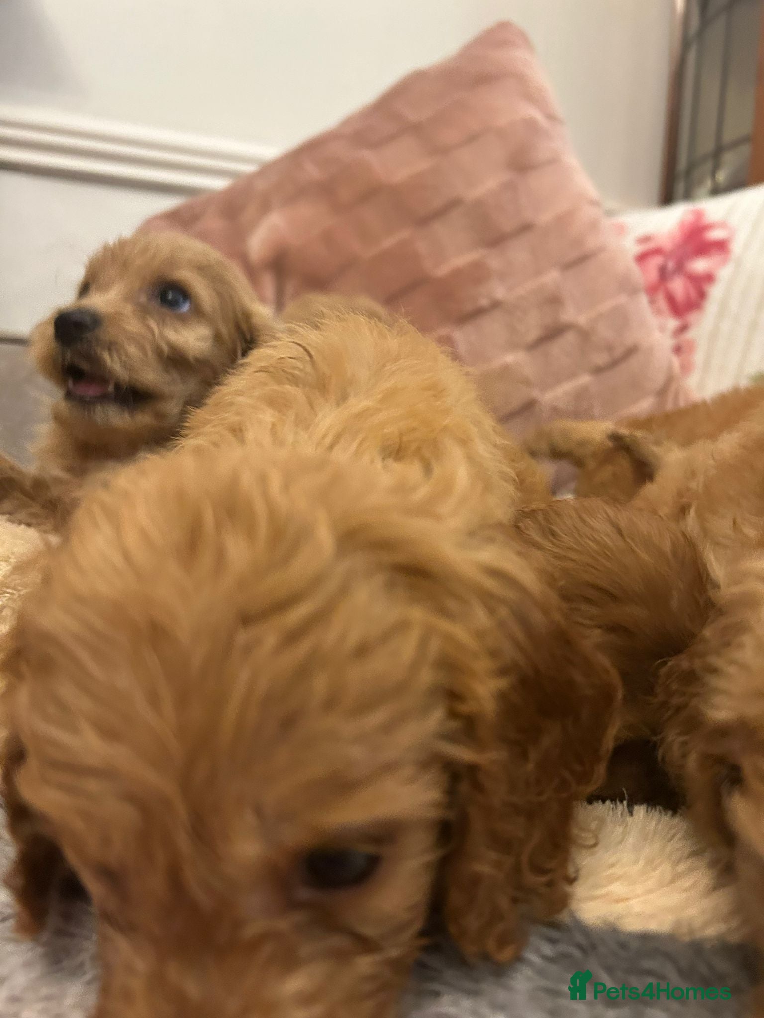 Cockapoo dogs for sale: Adorable cockapoo puppies - Advert 23
