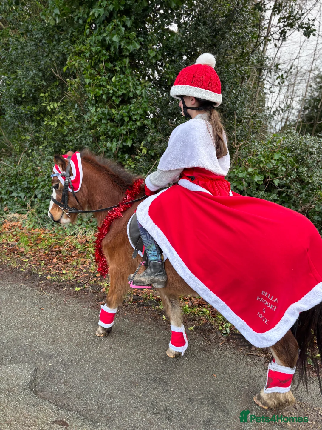 Welsh Section A horses for sale: Kids pony  - Advert 2