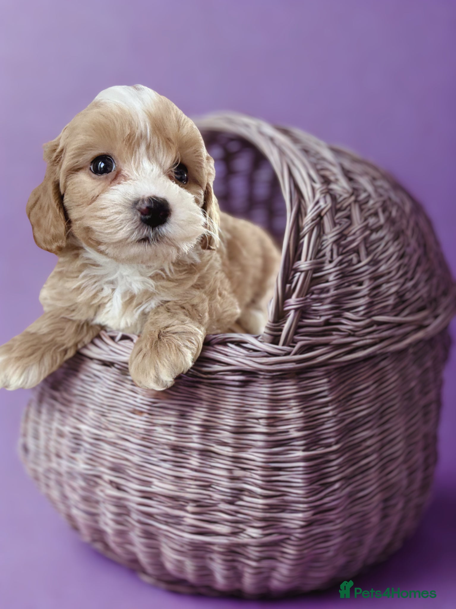 Maltipoo dogs ✨ Tiny Toy F1 Maltipoo pups ready soon ✨  - Advert 1