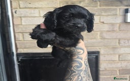 Cockapoo dogs for sale: READY NOW American Cockapoos - Image 3