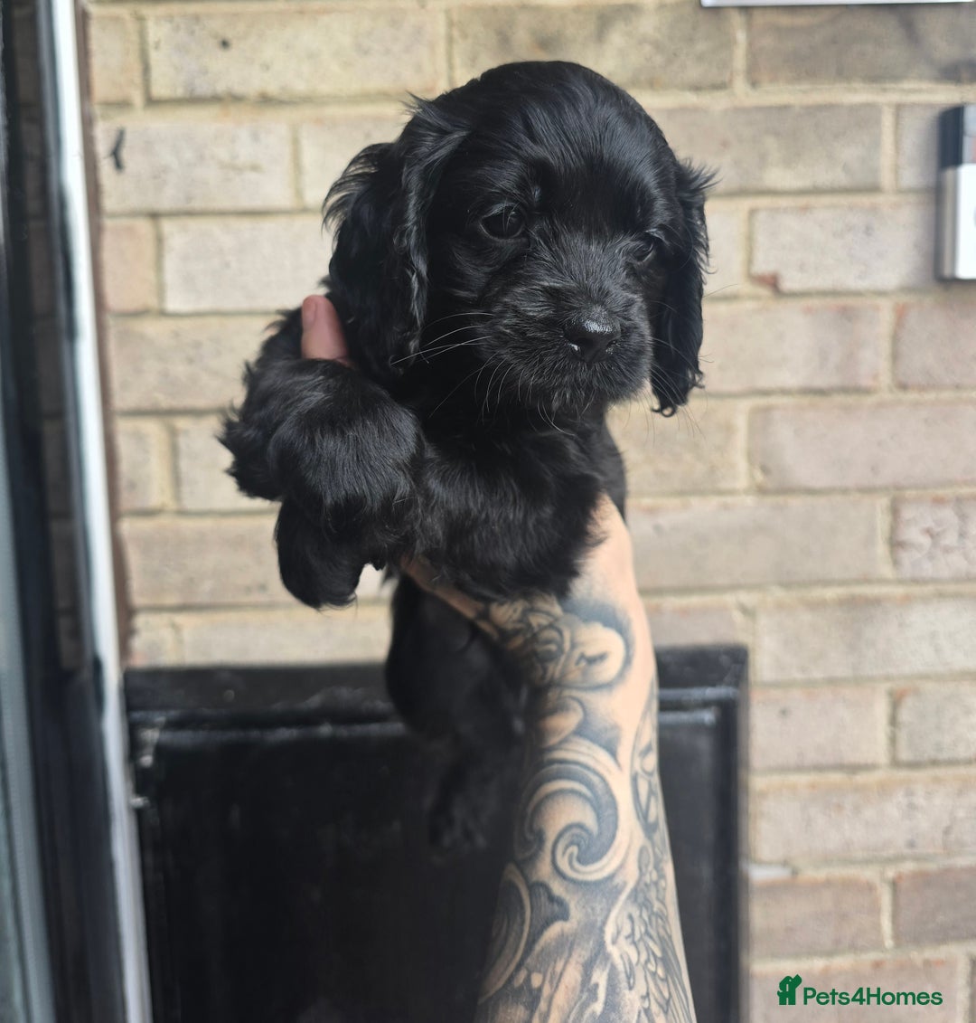 Cockapoo dogs for sale: READY NOW American Cockapoos - Image 3