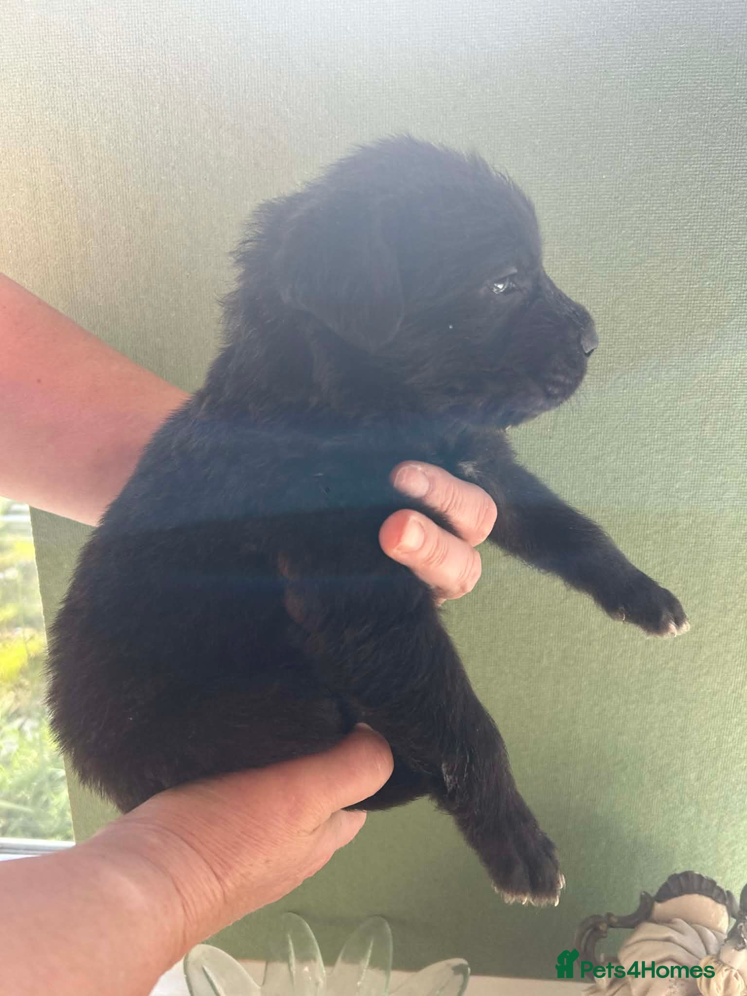 Mixed Breed dogs Fluffy Cane Corso X Wheaten Greyhound - Advert 14
