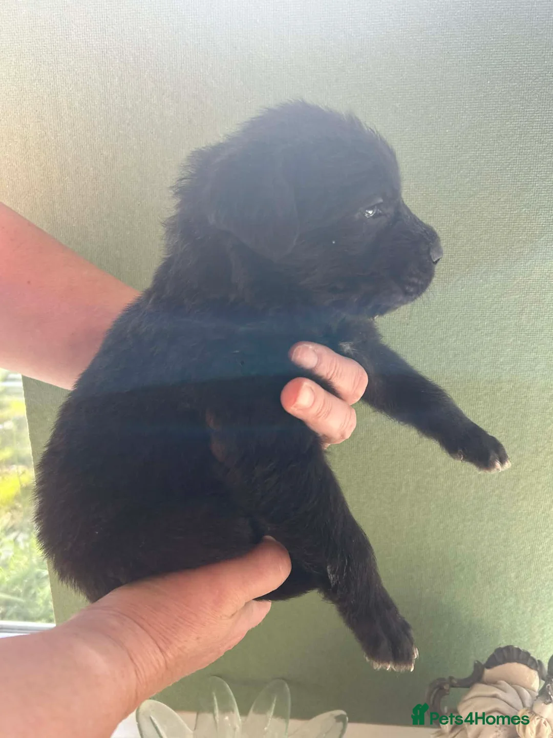 Mixed Breed dogs for sale: Fluffy Cane Corso X Wheaten Greyhound - Advert 1