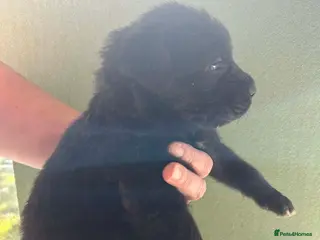 Mixed Breed dogs Fluffy Cane Corso X Wheaten Greyhound - Advert 5