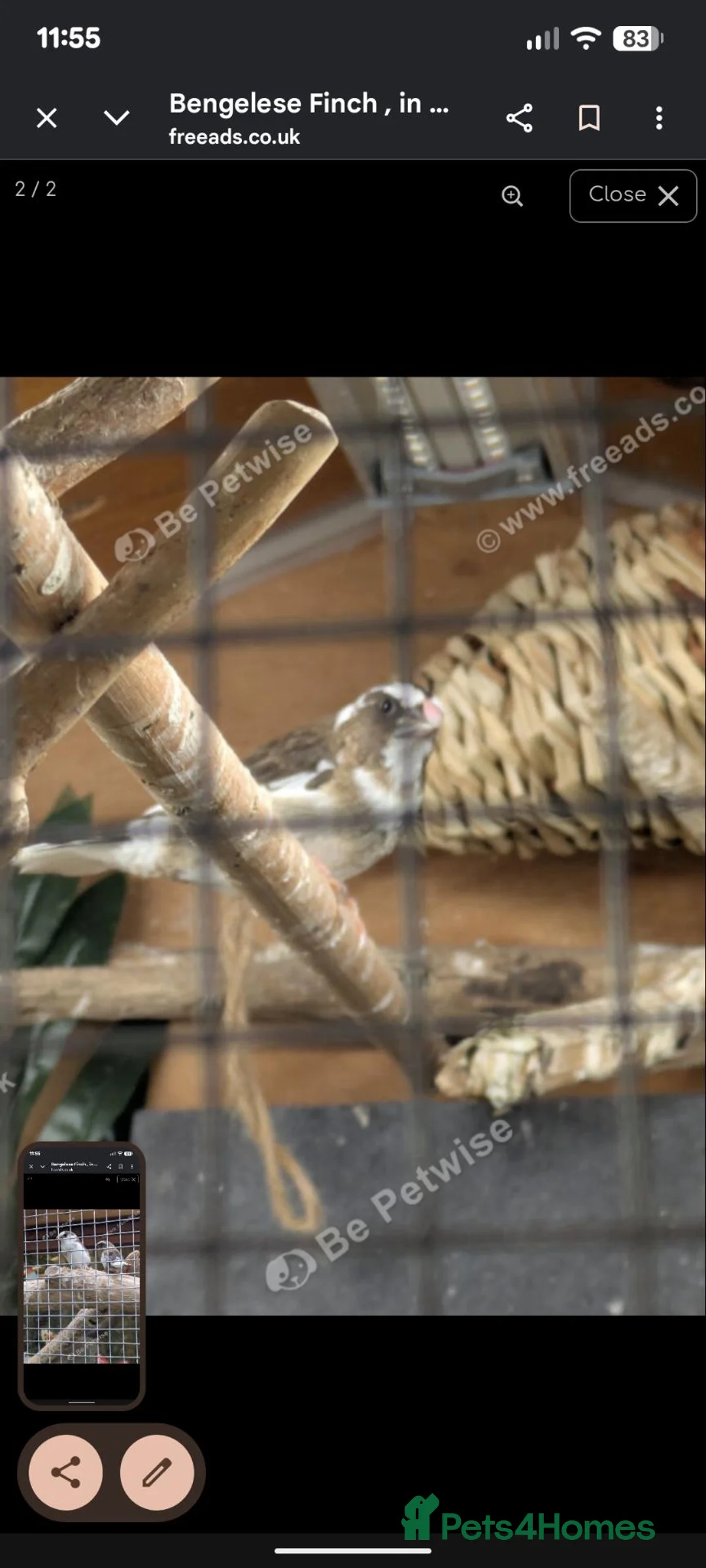 Finches birds for sale: Bengelese finch  - Advert 2