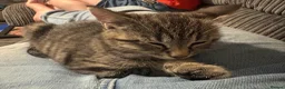 British Shorthair cats for sale: Kitten  in Wellington - Advert 5