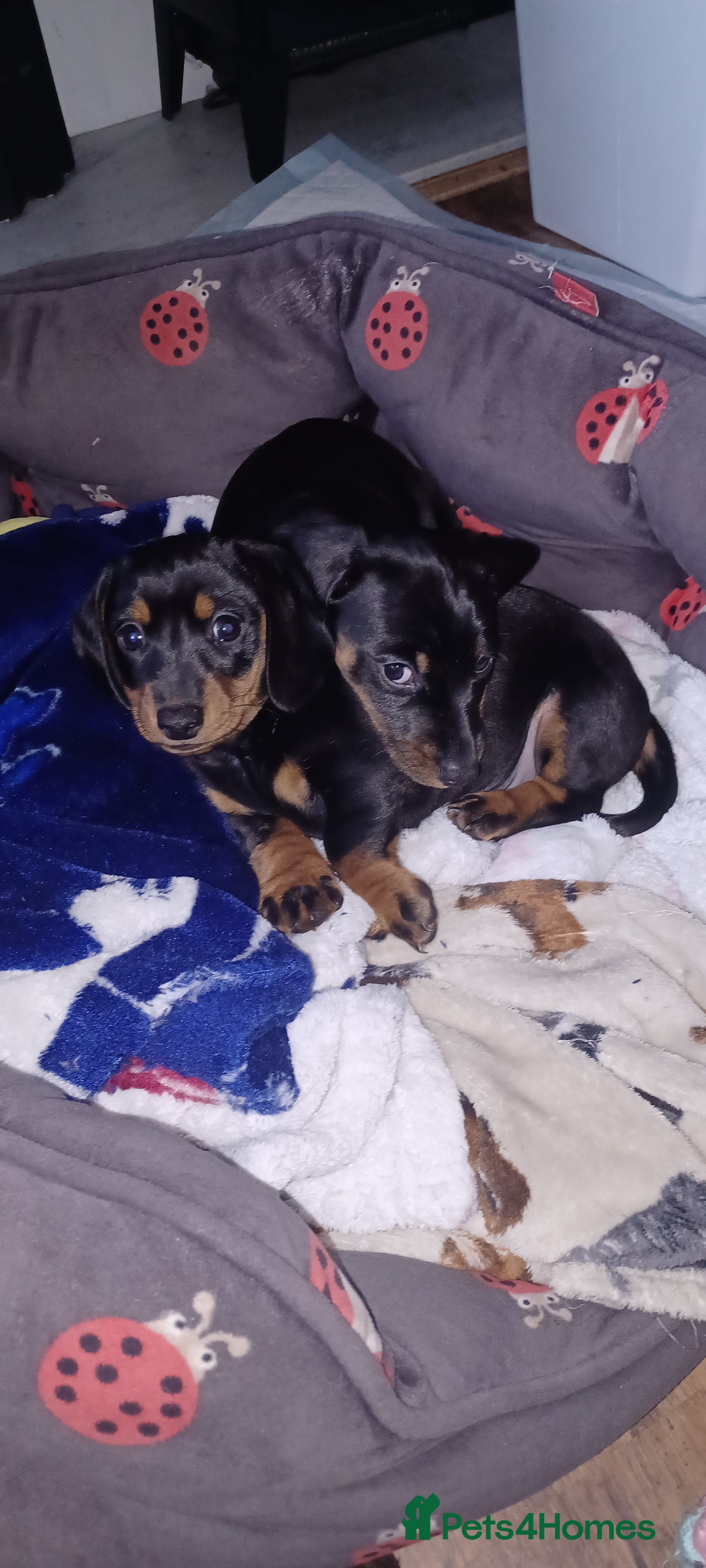 Miniature Dachshund dogs Miniature daschund  - Advert 5