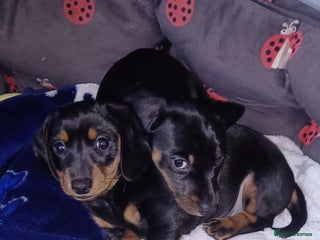 Miniature Dachshund dogs Miniature daschund - Advert 5