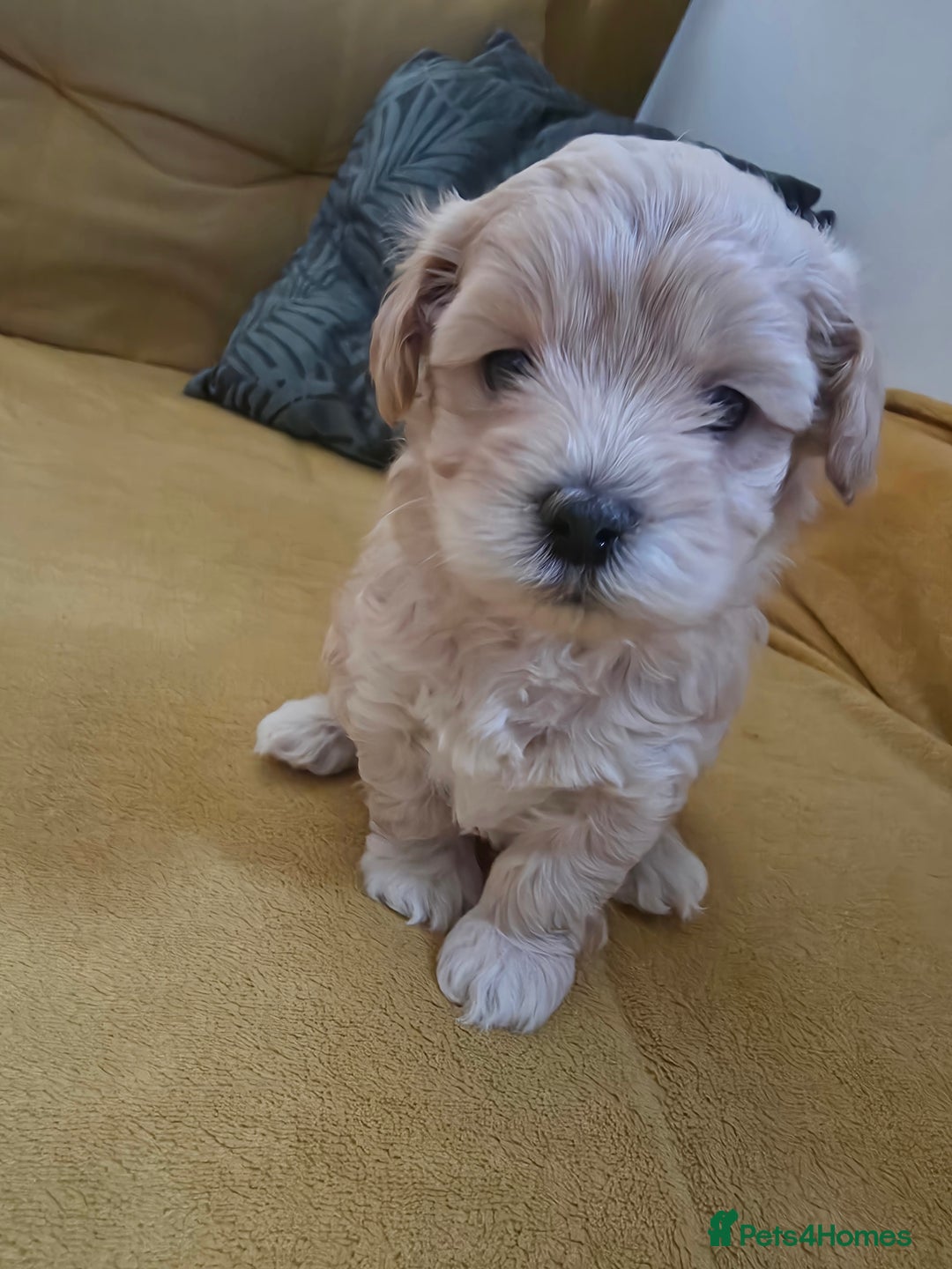 Maltipoo dogs for sale: F1 Maltipoo for sale  - Advert 5
