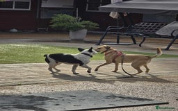 Mixed Breed dogs for adoption: Hermina looking for her home in Salisbury - Image 15